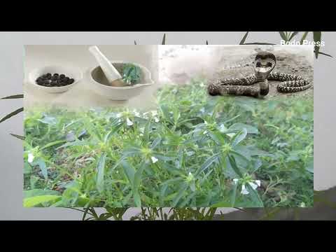 Dharm Phool || Dharma Flower || Ayurvedic Medicine for human being