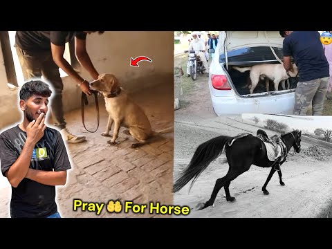 ARMY DOG AA GYA 🙏 ARMY DOG NY HORSE DHOND LIYA…?😨