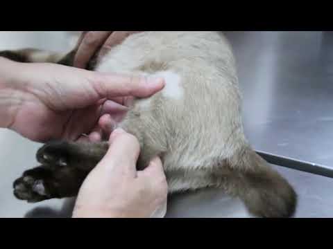 Final Video: A cat fractured her left femur after a fall from the apartment