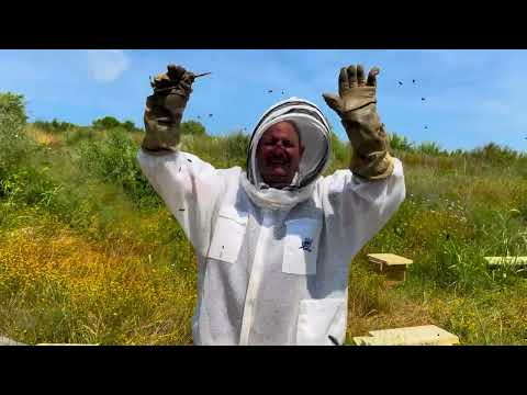 Su-Mar's Bienenstock