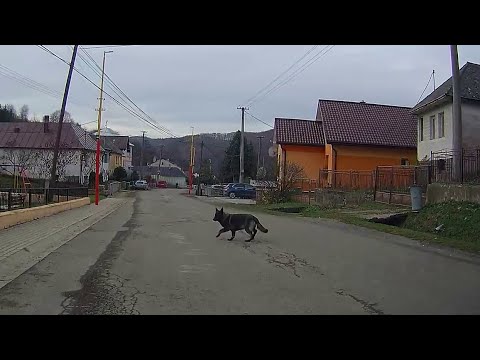 Hrubov - Pes na ceste 21. November 2018