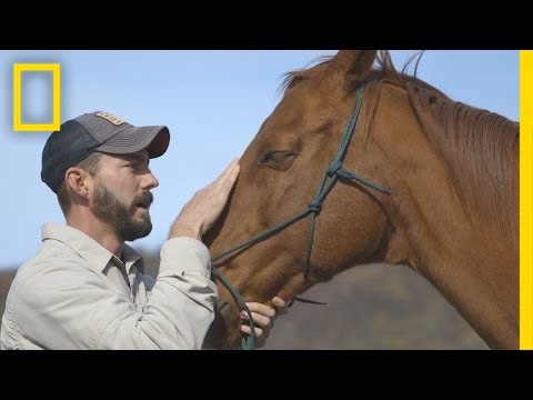 Pferde helfen, unsichtbare Wunden von Veteranen zu heilen | National Geographic
