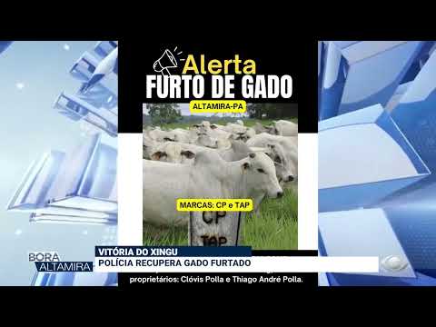 VITÓRIA DO XINGU: POLÍCIA RECUPERA GADO FURTADO