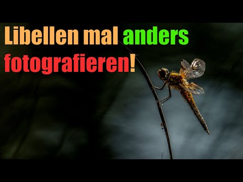 Anders Libellen und Frösche fotografieren? 📷