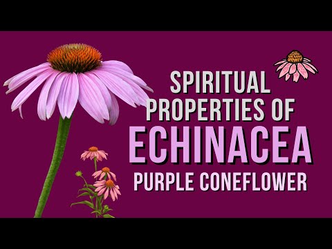 Spiritual Properties of Echinacea - Purple Coneflower