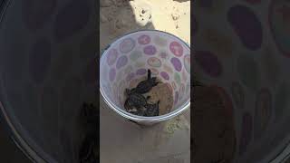 Saving Baby Turtles in Cozumel Mexico #cruise #savetheturtles #cozumelmexico #cruiseexperience