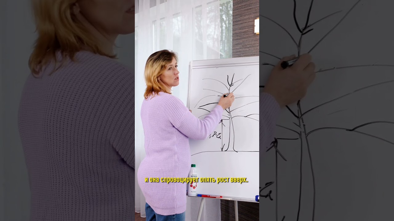 Как я грушу 8-метровую наполовину укоротила. Снижение кроны дерева для большого урожая