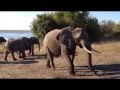 Close Encounter With South African Elephants Threatening Bull