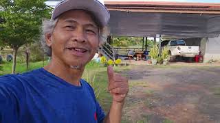 #สวนอินทผลัม ณ@ #ไร่อุ่นไอดินอินทผาลัม บ้านหญ้าคาใต้ ต.ธารปราสาท อ.โนนสูงโคราช17มิย2568  ออกต้น สค68