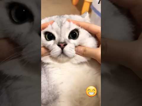 #👻👻👻Animal cut reaction #😂😂funny#4