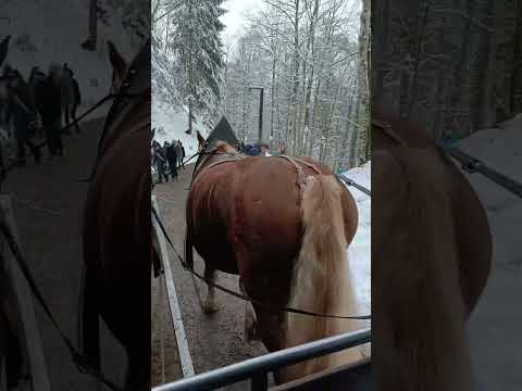 Gita al castello di Neuschwanstein 🏰😉