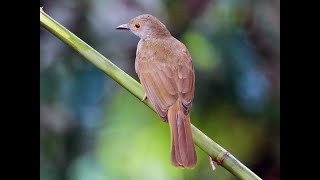 Download lagu Merbah Kacamata mp3