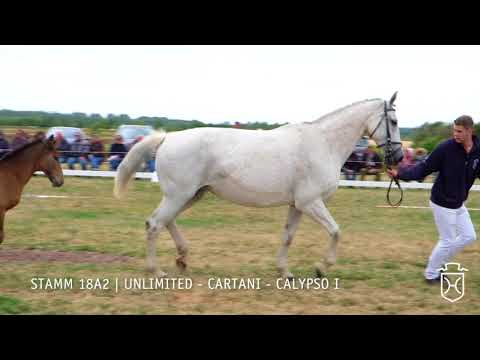 Fohlenschau 2018 | Stutfohlen | Unlimited - Cartani - Calypso I | Stamm 18A2 | P. Carstensen