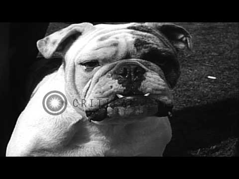 Dimas Earthstopper, a dachshund is awarded as the best dog at the Westchester Ken...HD Stock Footage