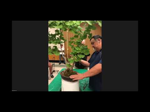 Juan Cruz ABAS August 2021 "How to Develop Your Tree's Character"