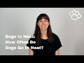 Female Dog Heat Cycles How Often Do Female Dogs Go In Heat