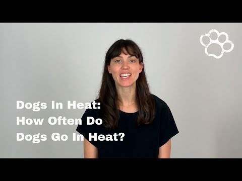 Female Dog Heat Cycles: How Often Do Female Dogs Go In Heat?