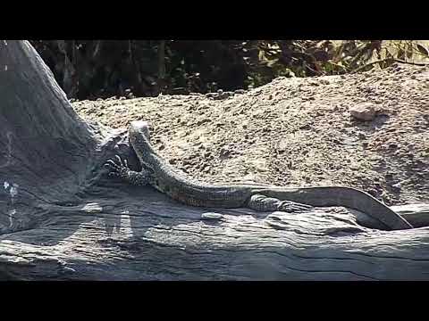 Djuma: Water Monitor Lizard - 11:03 - 08/01/19