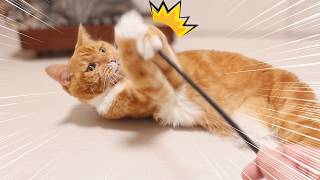 床に転がりながら遊んでいる猫が可愛い。