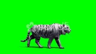 Download lagu White Tiger Walks Fast - Green Screen mp3