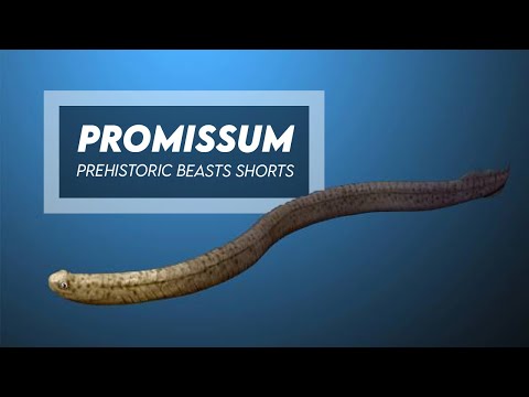 Promissum - Primitive Conodont