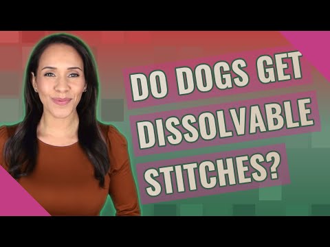 Do dogs get dissolvable stitches?