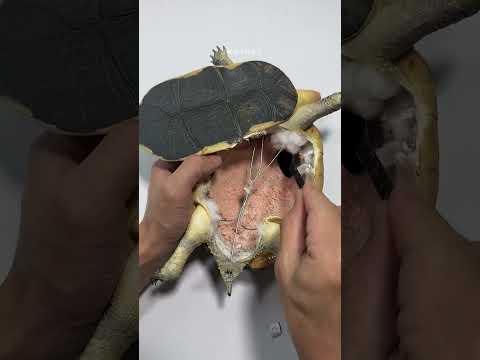 🐢❤️ Черепаха прожила 30 лет… Её восстановили после смерти 😢
