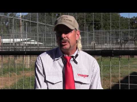 Animal Spotlight - Hybrid Cats