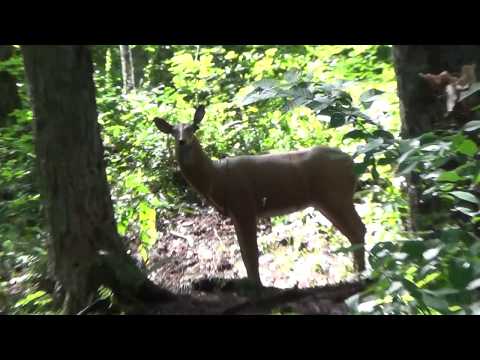 ETAR 2018 - Edizkan and Jake on the Stickbow course