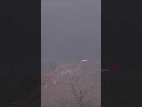 Pike Acting Like Walleyes?? Ice Fishing Underwater Camera Footage
