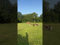 Plusieurs poneys miniatures
