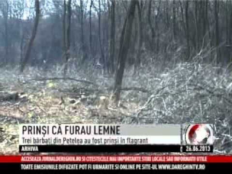 PRINȘI CĂ FURAU LEMNE