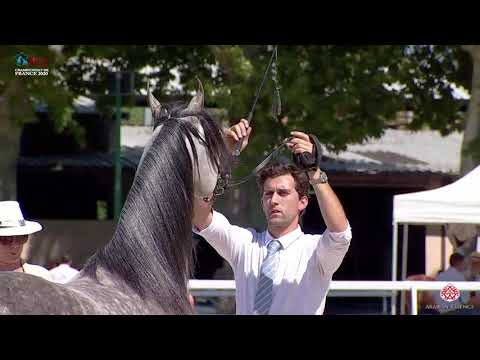 N 50 OMAR ALSHARIF CK   2020 Vichy   Championnat de France du Cheval Arabe   4 6 Years Old Stallions