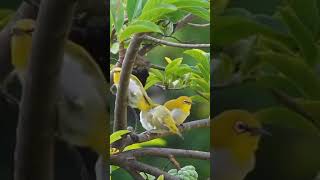 Birds nature / Tamil WhatsApp status