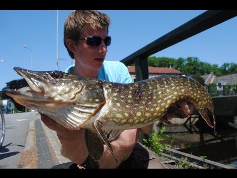 Os dois primeiros dias da temporada! Pike e zander