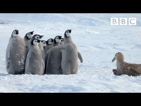 Sample lesson - Penguins