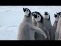 Video 'Penguin chicks rescued by unlikely hero'