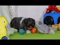 Cavapoo dogs for sale: Ajax - Video 1