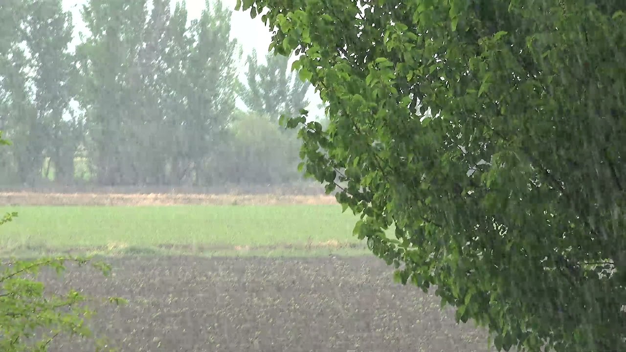 【雨音】優しい雨の音と水滴。睡眠、リラクゼーション、作業用BGM、自然、relaxation、healing