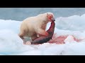 Polar Bear vs Harp Seal