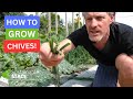How To Grow Chives!