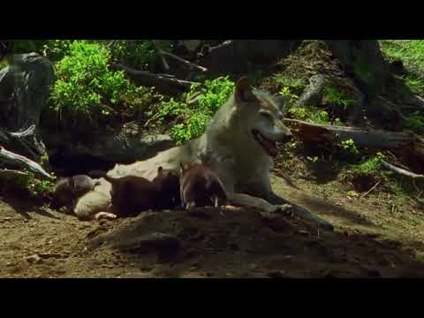 i  Wilde Karpaten  Im Reich der Wölfe !