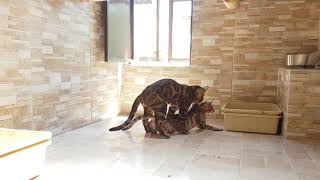 Gato Bengal - Acasalamento de Bengal - Gatil Play Bengal
