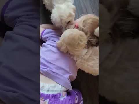 Fun with puppies #puppies #dogs #playingwithdog #havingfun #child #playing #giggles #babytube