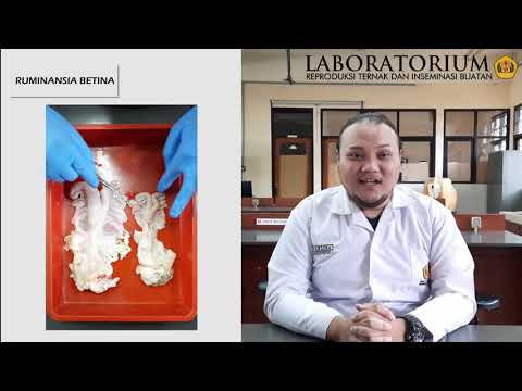 Gambar Organ Reproduksi Sapi Betina