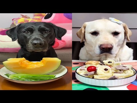 Healthy vs Fancy: Two Dogs, Two Delicious Meals!