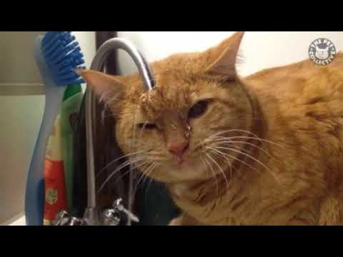 Adorable cats |   Lavinia Mihalache