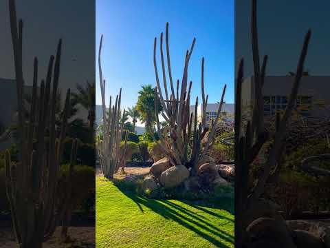Videos del Golf Beach Resort 5★ en Sharm El Sheikh, EgiptoVer MásVerPrecios12CerrarConsulta por Whatsapp 🇦🇷BookingTripadvisorExpediaTravelocityOrbitzTripSkyscannerDespegarKayakHotelesLastminuteTui