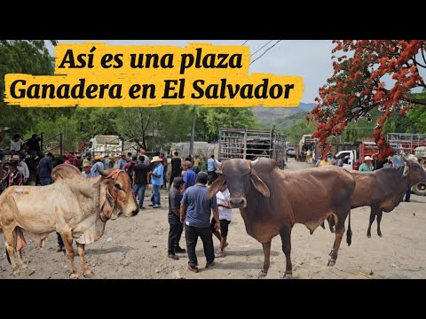 Santa Rosa De Lima La Unión El Salvador 