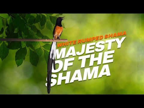 THE MAJESTY OF WHITE RUMPED SHAMA | Murai Batu | Kucica Hutan